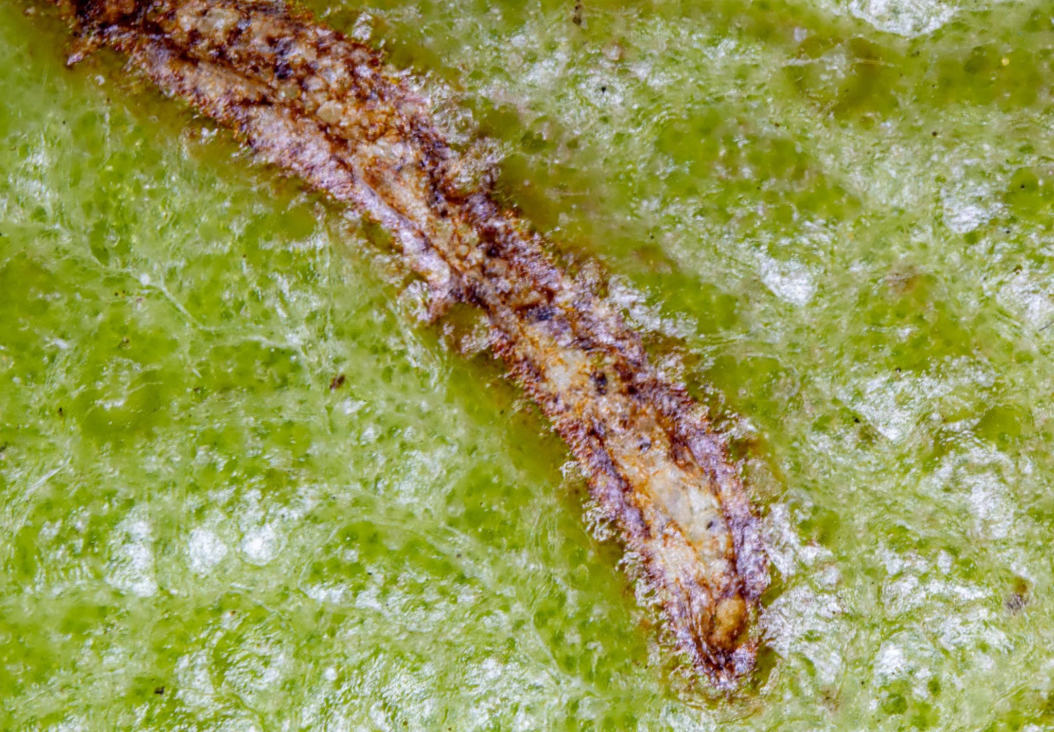 Close-up of a brown, elongated caterpillar on a green textured surface.