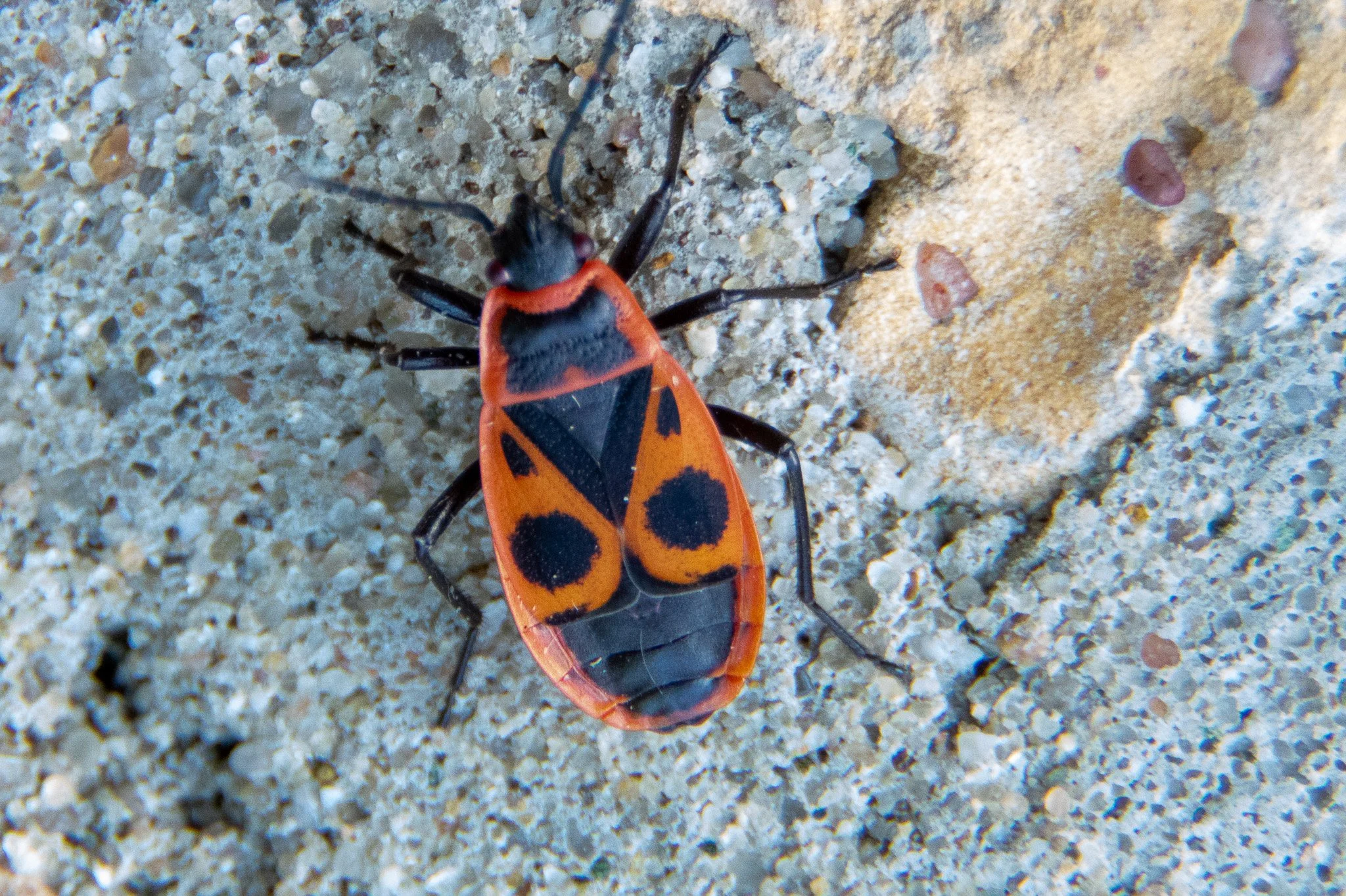 Close-up of a black and orange bug with spotted wings on sandy ground.