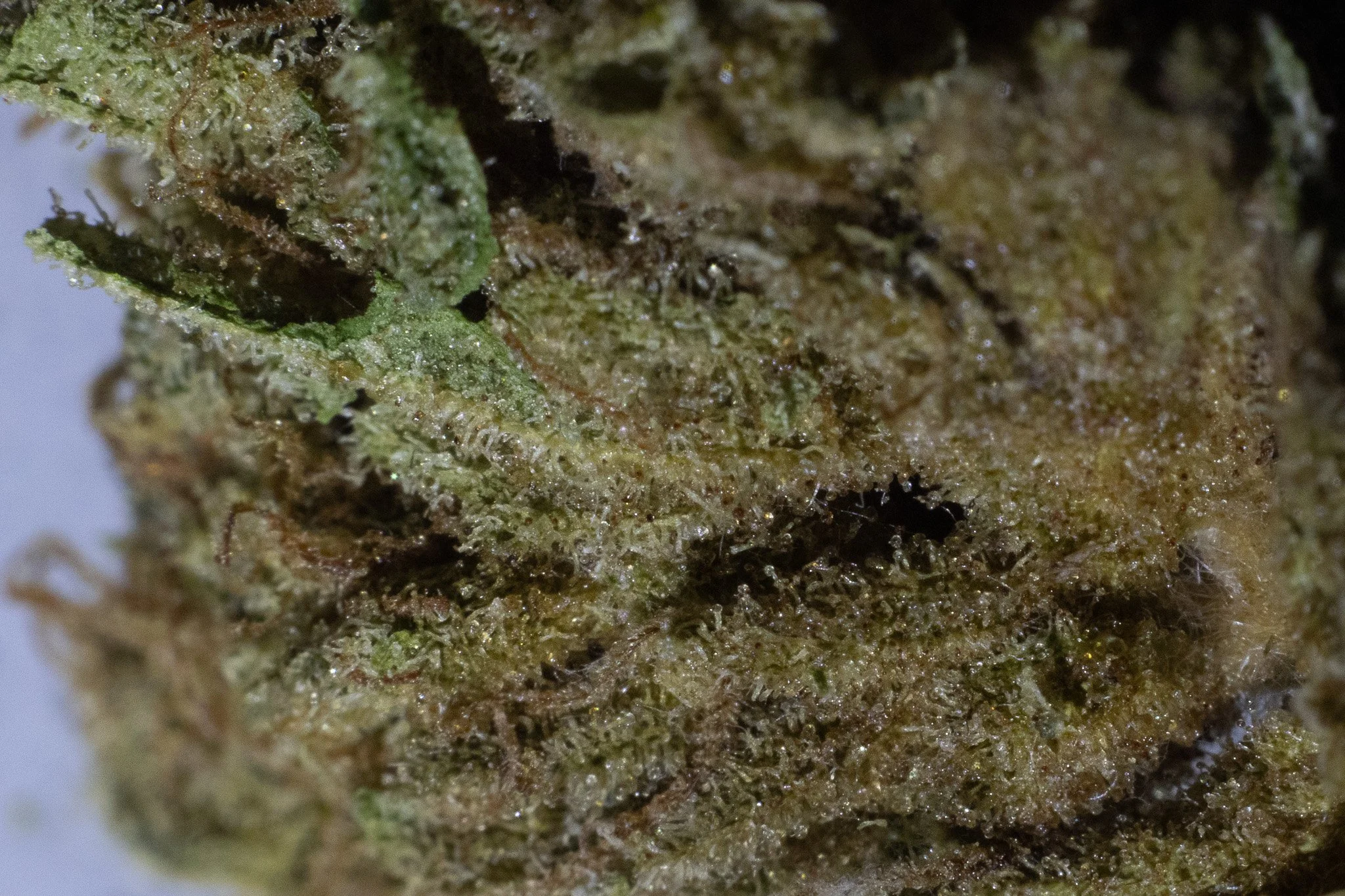 Close-up of a cannabis bud with visible trichomes, green leaves, and orange hairs