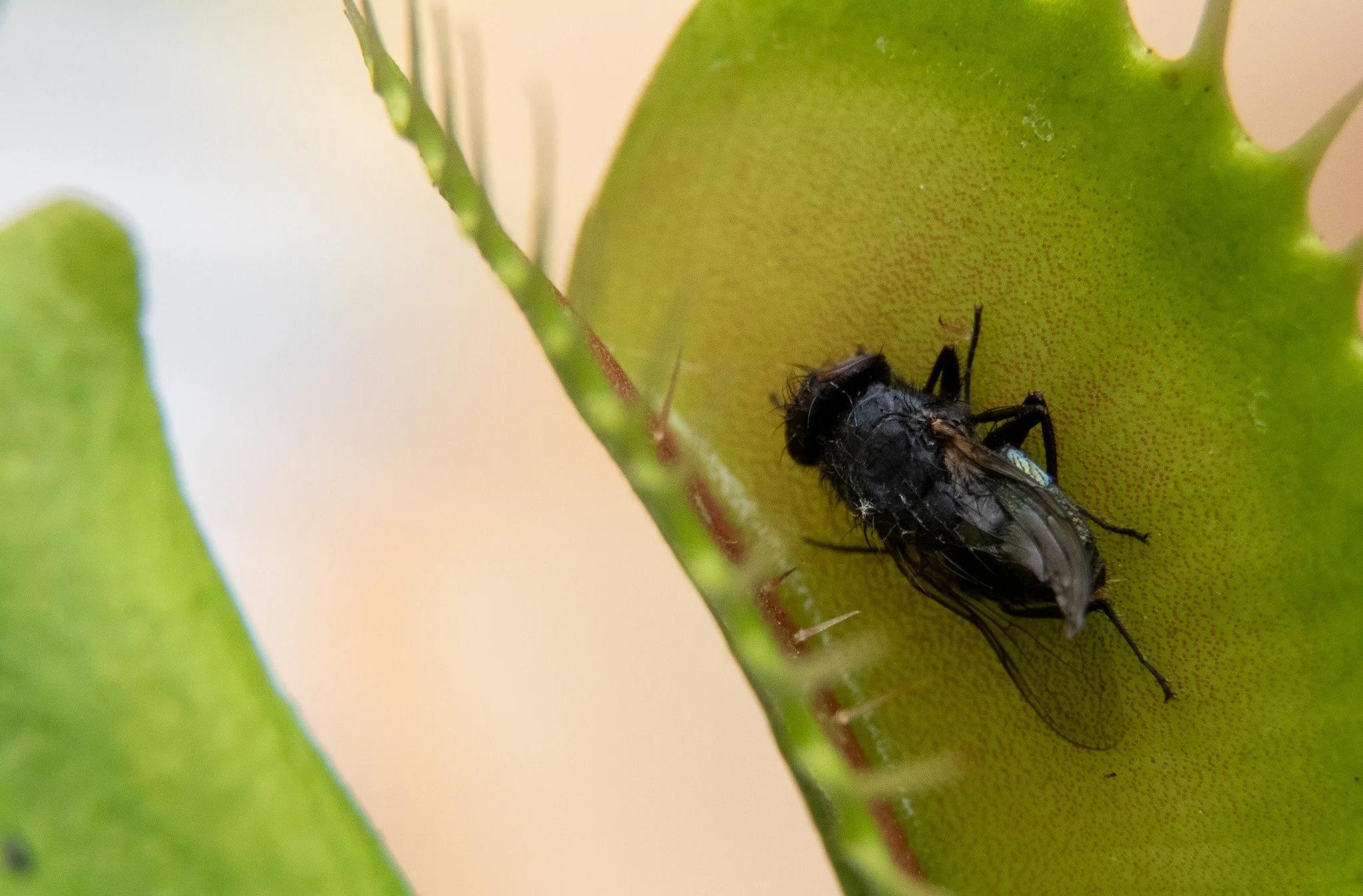 Close-up of a fly on a green cactus plant.