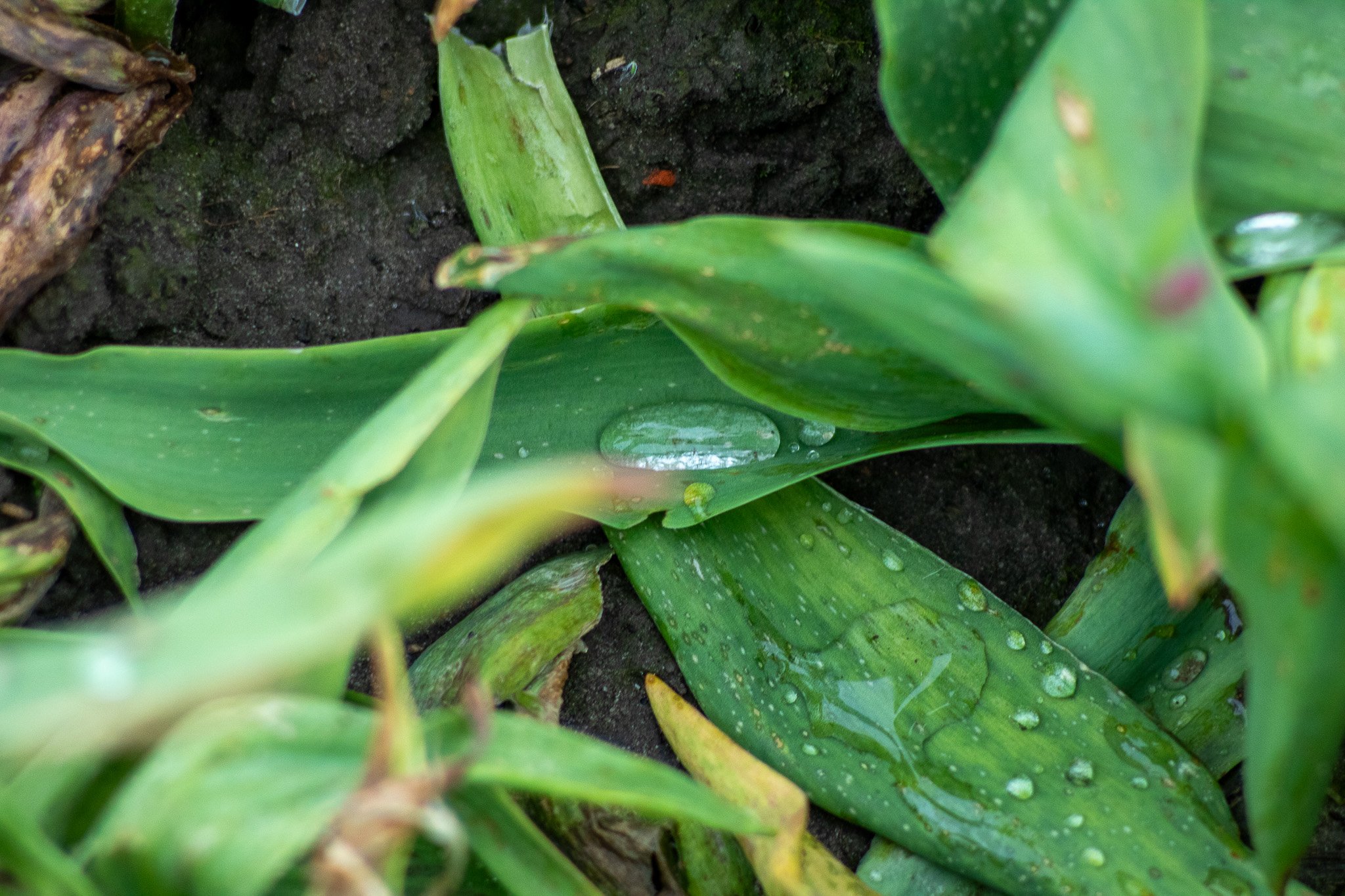 Green leaves with water droplets resting on dark soil.
