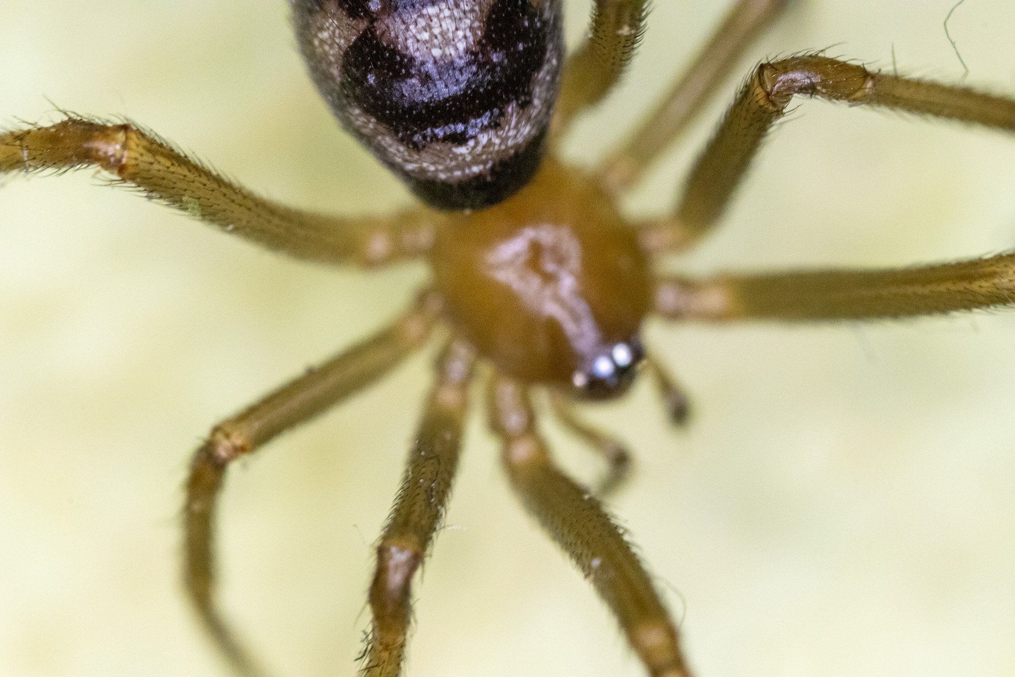 Close-up of a spider with brown body and long brown legs, with part of its black and purple head visible, against a pale background.