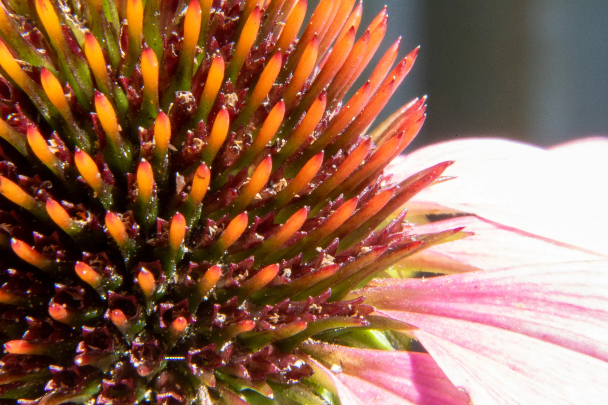 A close-up of a pink coneflower showing the vibrant pink petals and the detailed orange and green center.