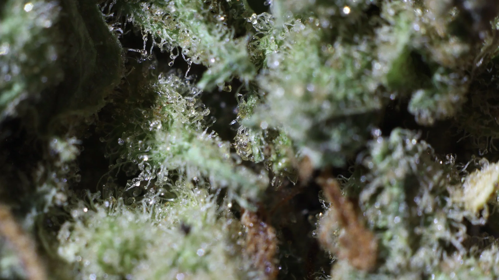 Close-up of cannabis buds with visible trichomes, displaying a frosty appearance on green plant matter.