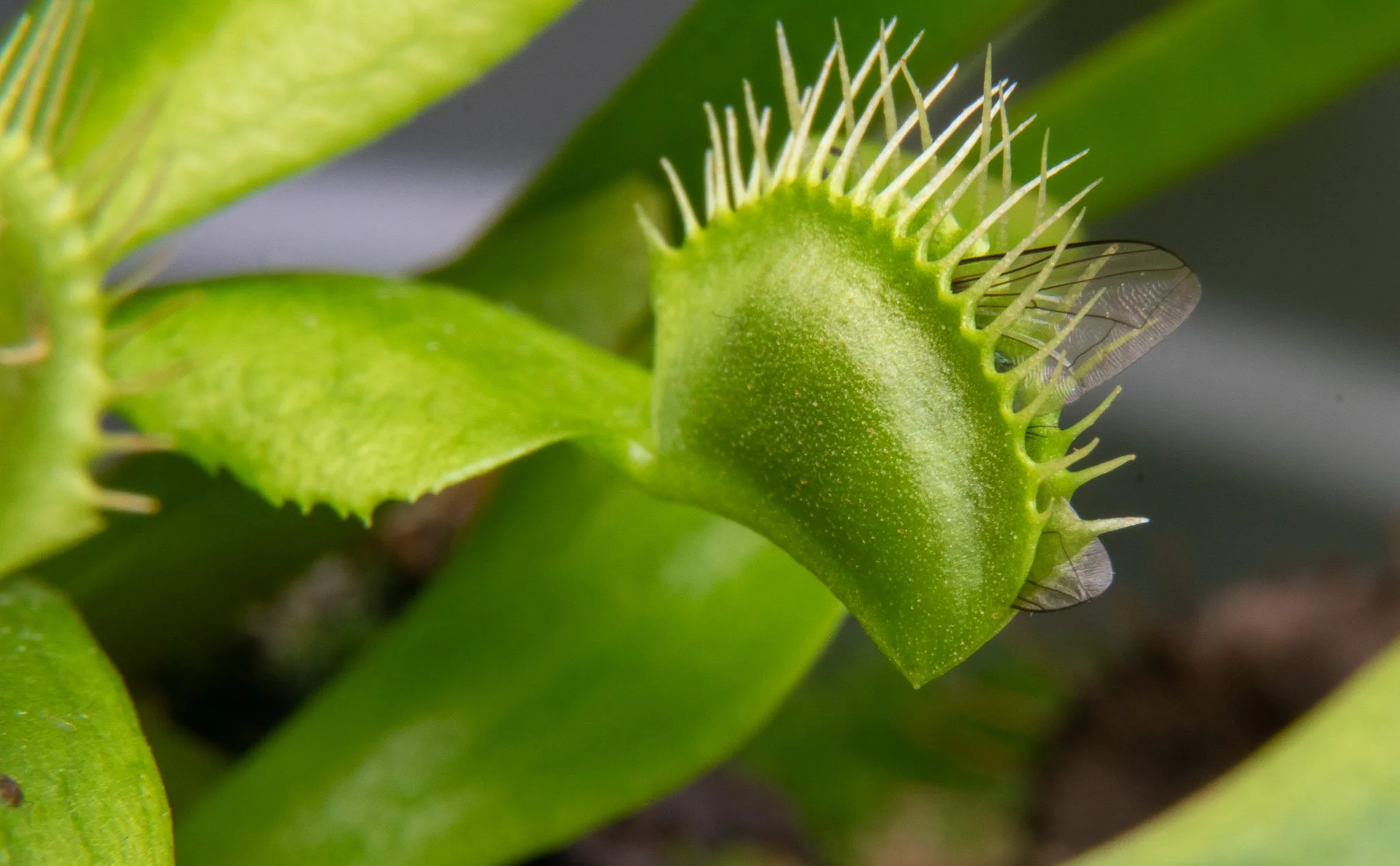 Close-up of a green Venus flytrap plant with sharp, hair-like structures inside its trap.