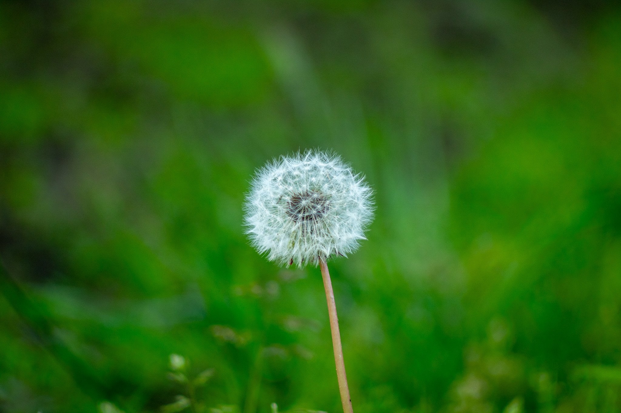Close-up of a dandelion seed head on a green blurred background.