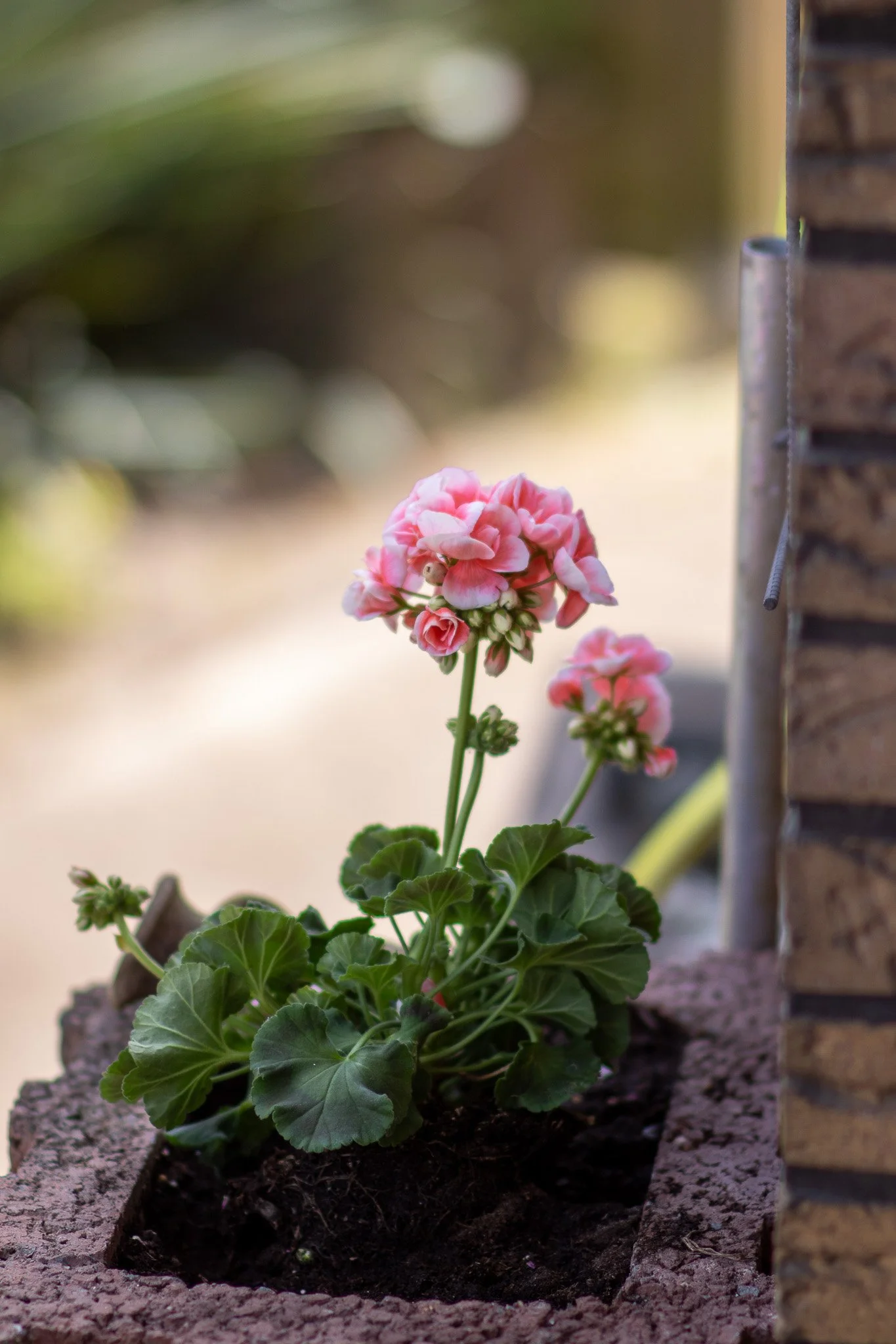 A pink geranium flower growing in a brick planter next to a brick wall.