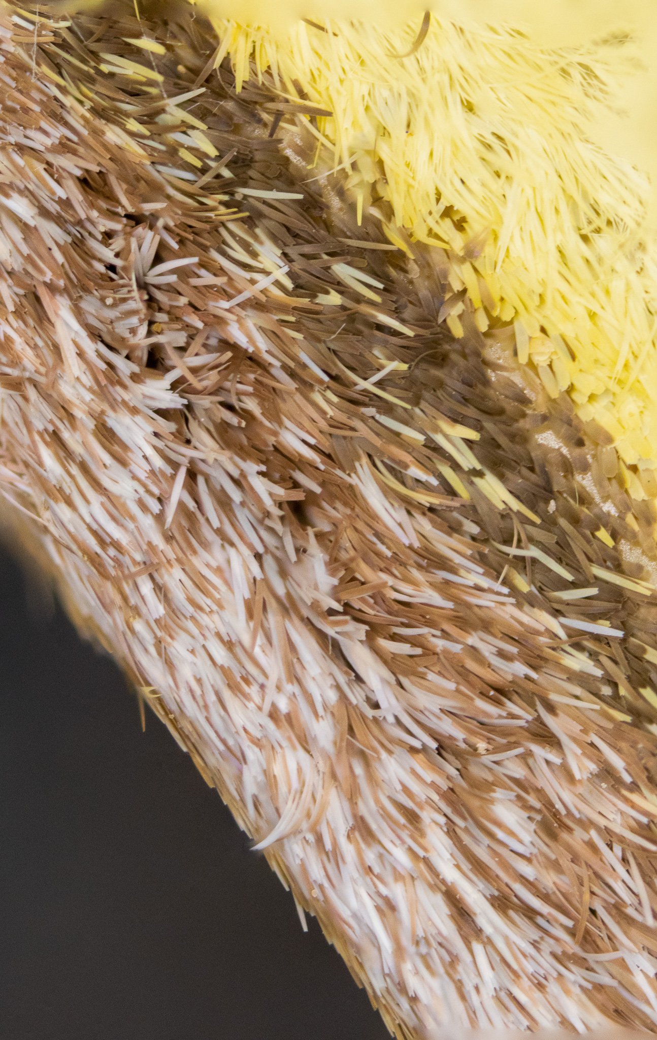 part of golden moon moth