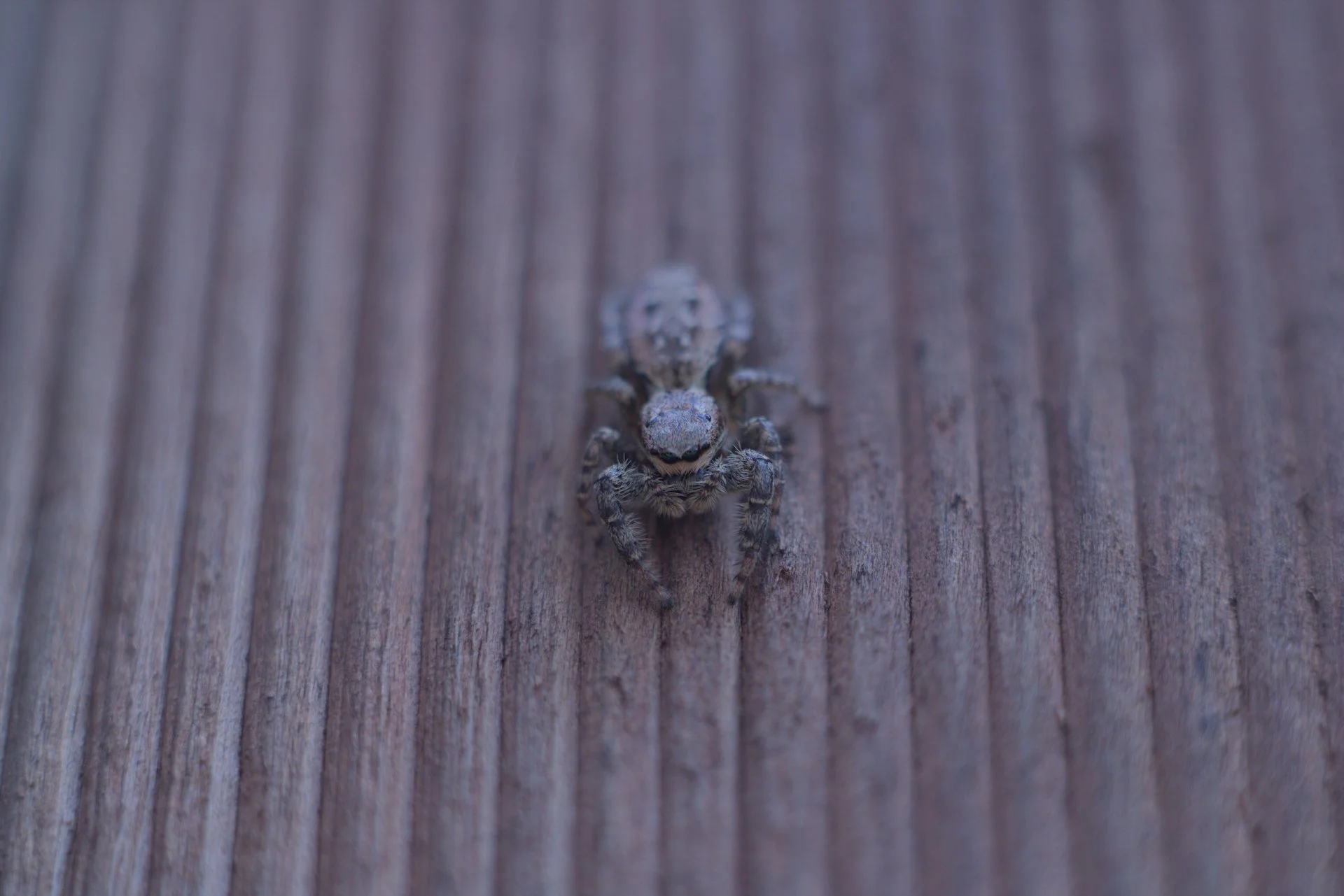 Close-up of a small spider on a wooden surface with vertical grain lines.