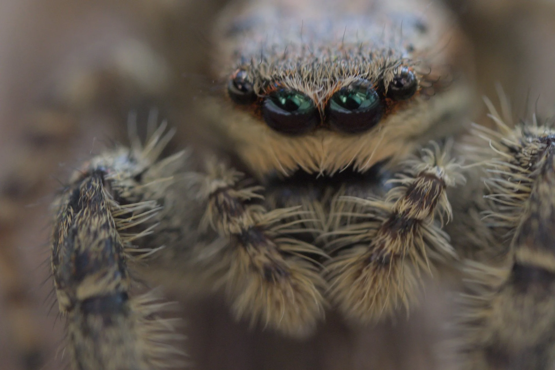 Close-up of a spider's face showing multiple eyes and hairy body.