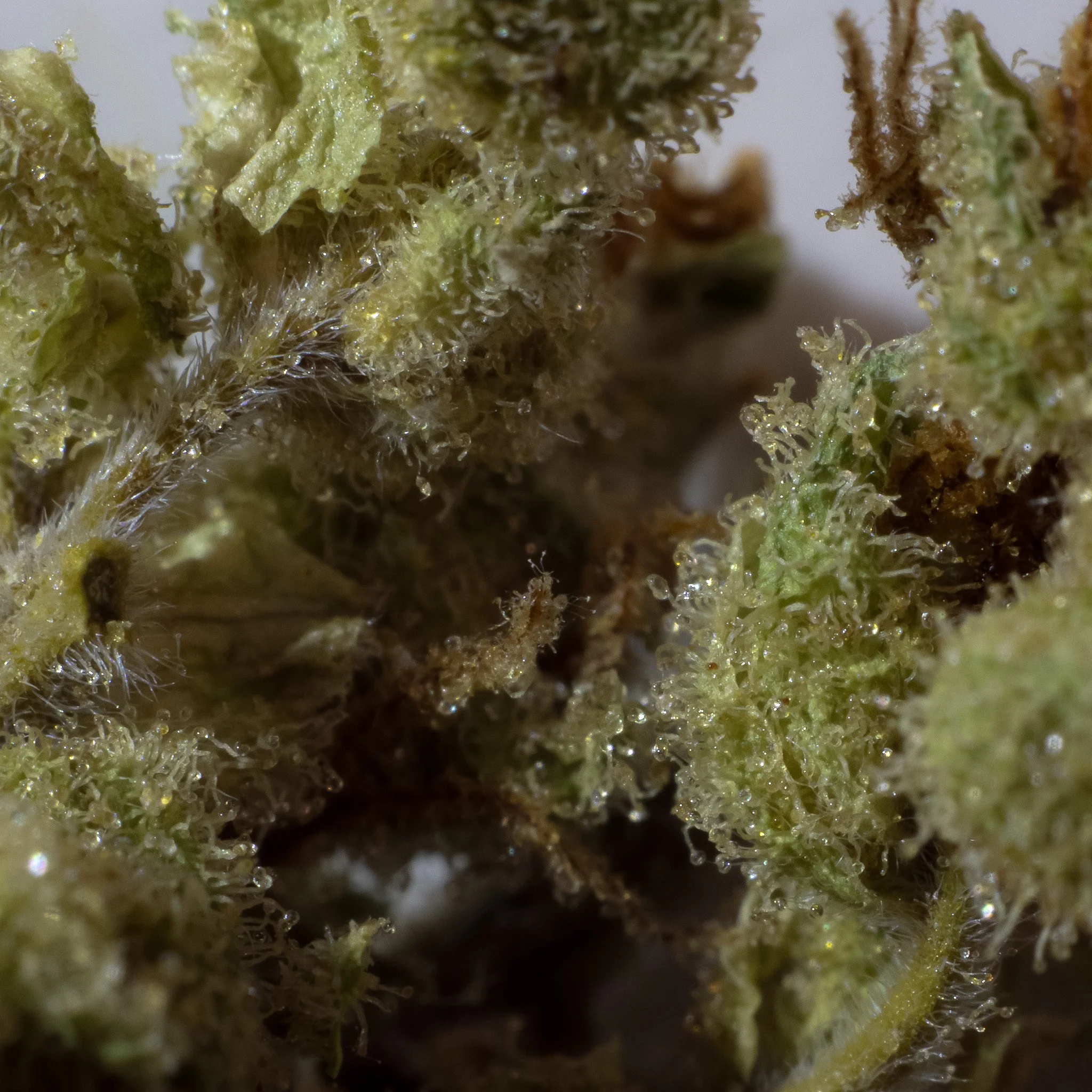 Close-up of cannabis buds showing dense green plant material, trichomes, and orange pistils.
