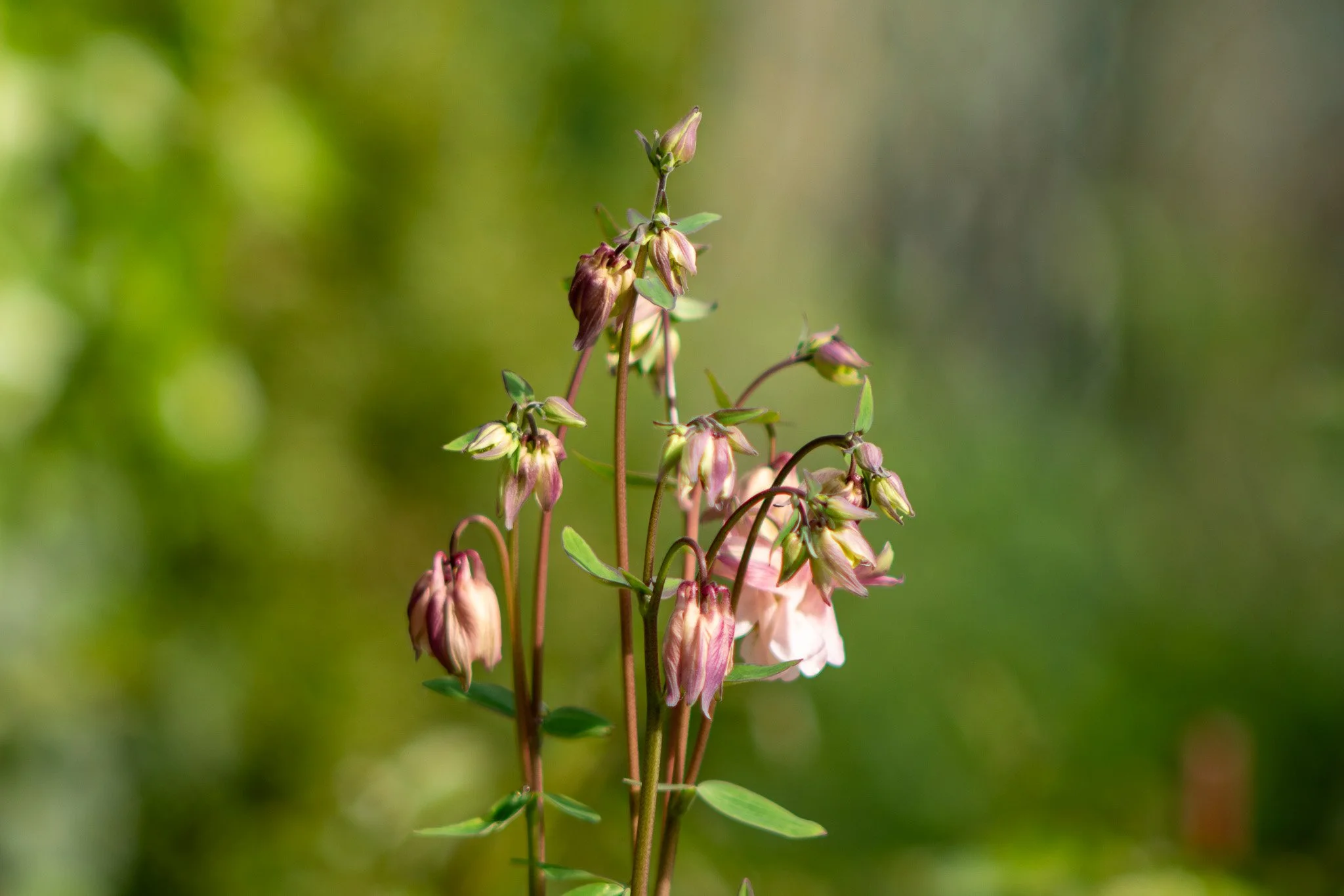 A cluster of small, pinkish flowers with green leaves and stems, against a blurred green background.