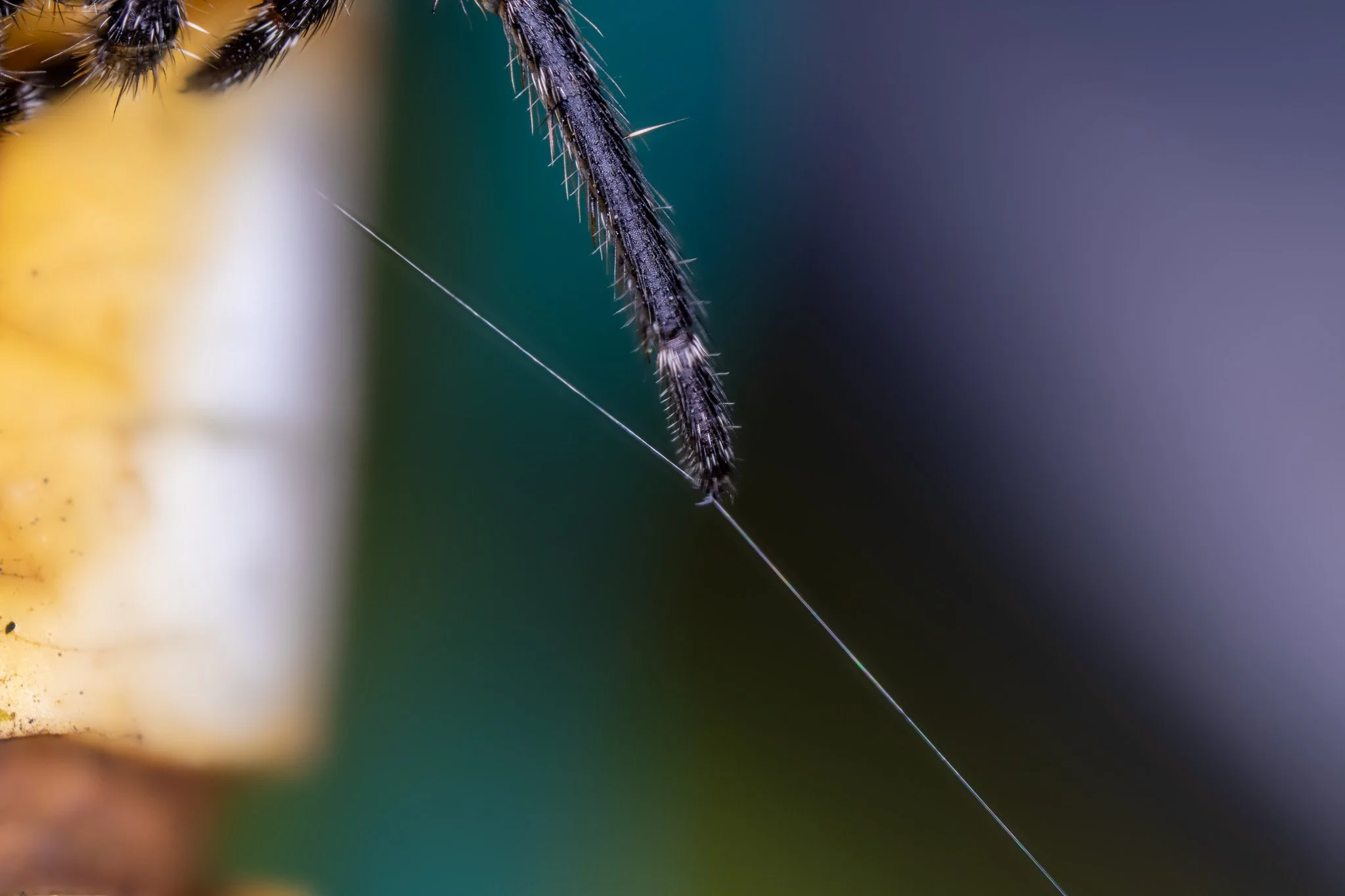 Close-up of a spider's leg and a thin strand of web with a backdrop of blurred colors, including yellow, green, and purple.