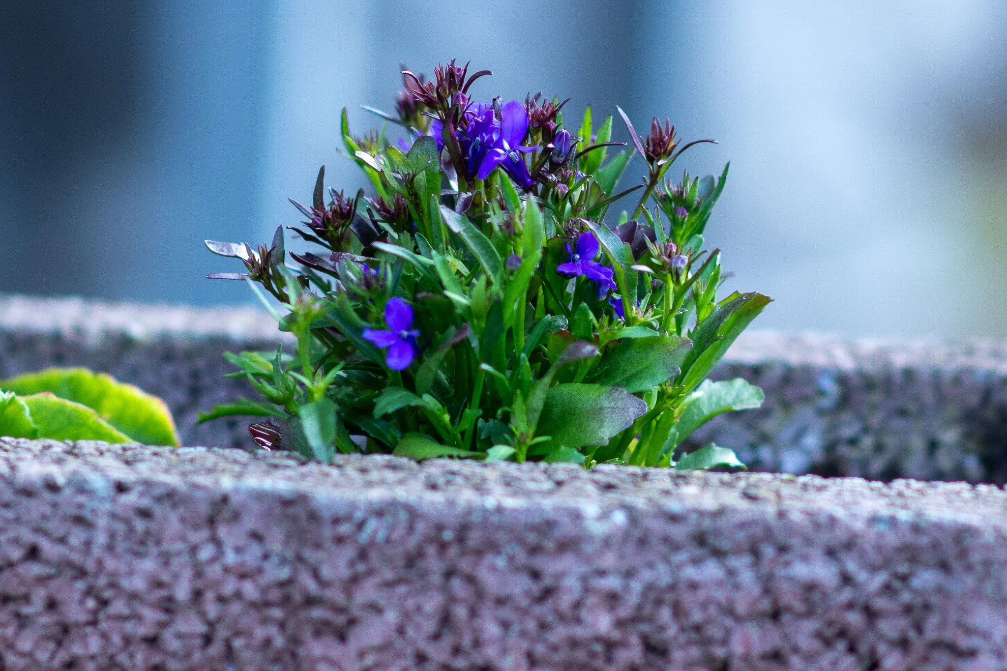 A small purple flower plant growing between bricks.