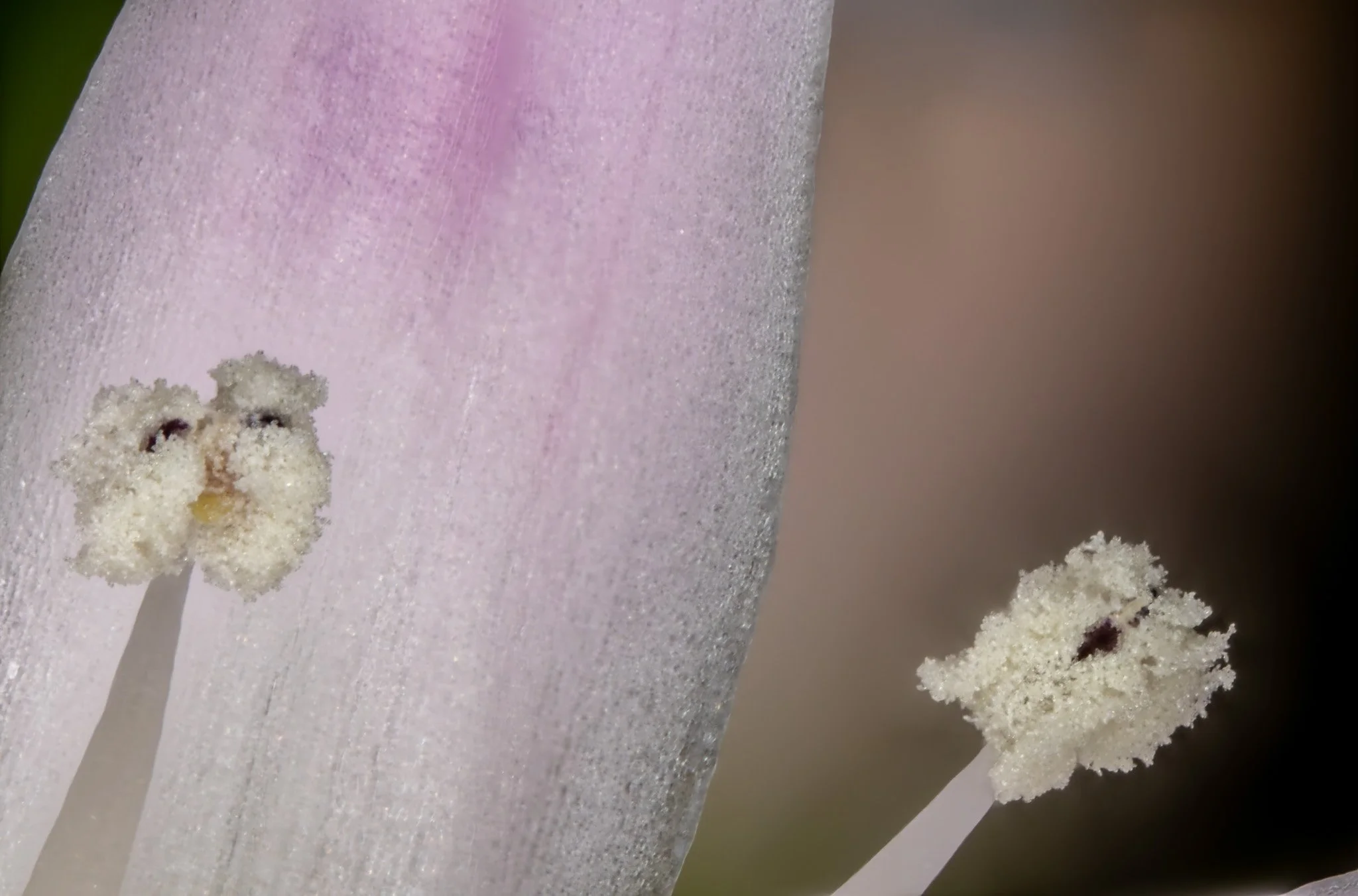 Close-up of two flower stamens with pollen-covered anthers against a textured background.