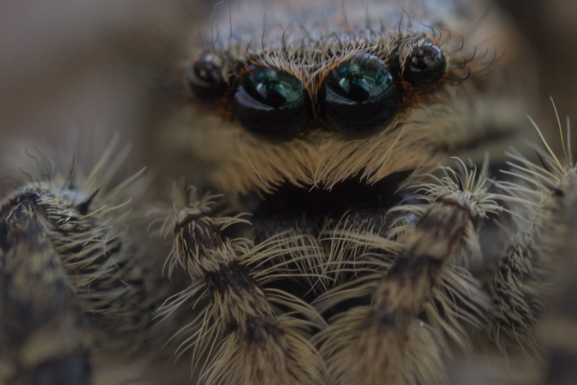 Close-up of a jumping spider's face showing multiple glossy black eyes and hairy body parts.