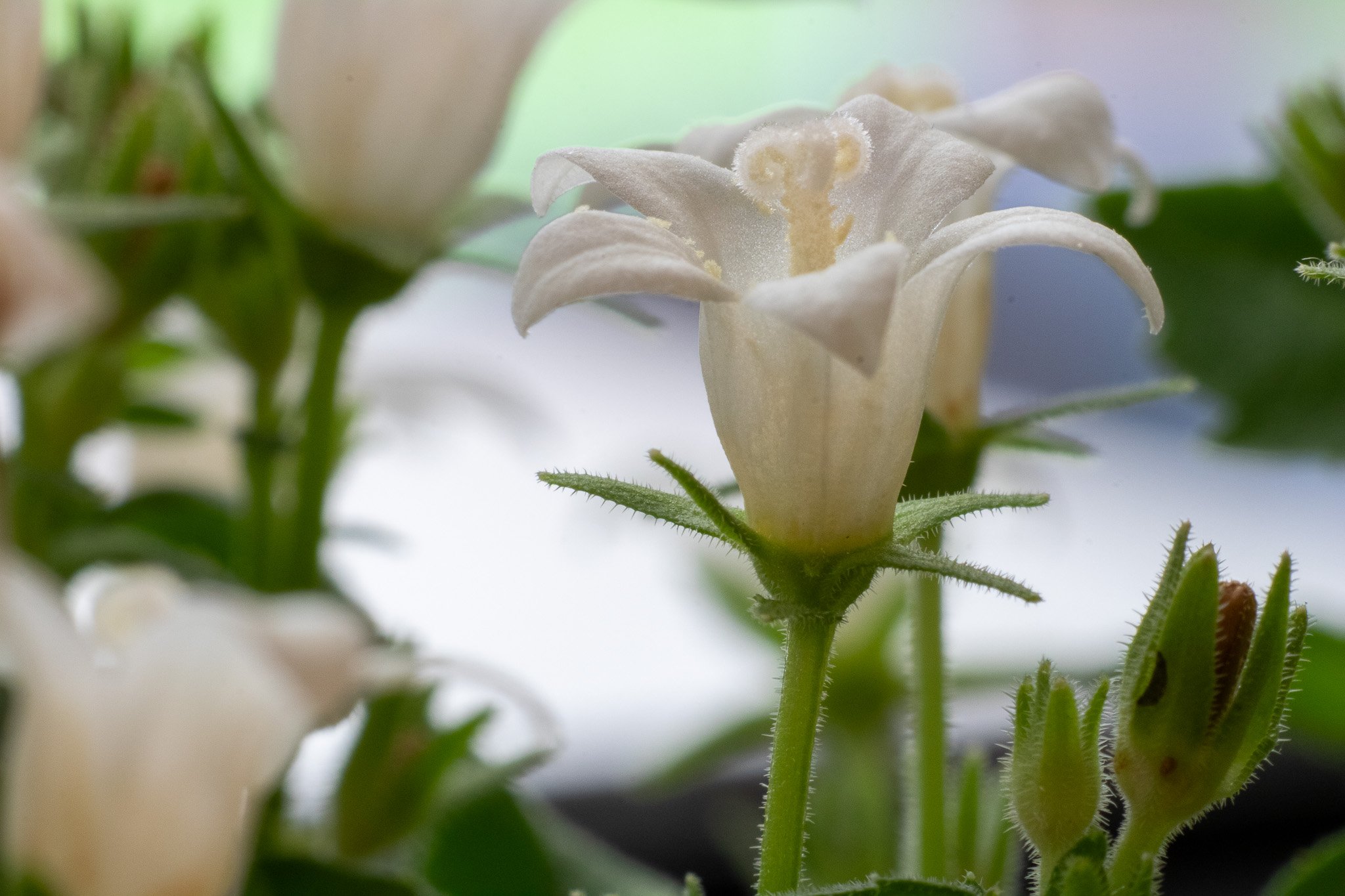 Close-up of a white, bell-shaped flower with green stems and leaves, surrounded by unopened buds.