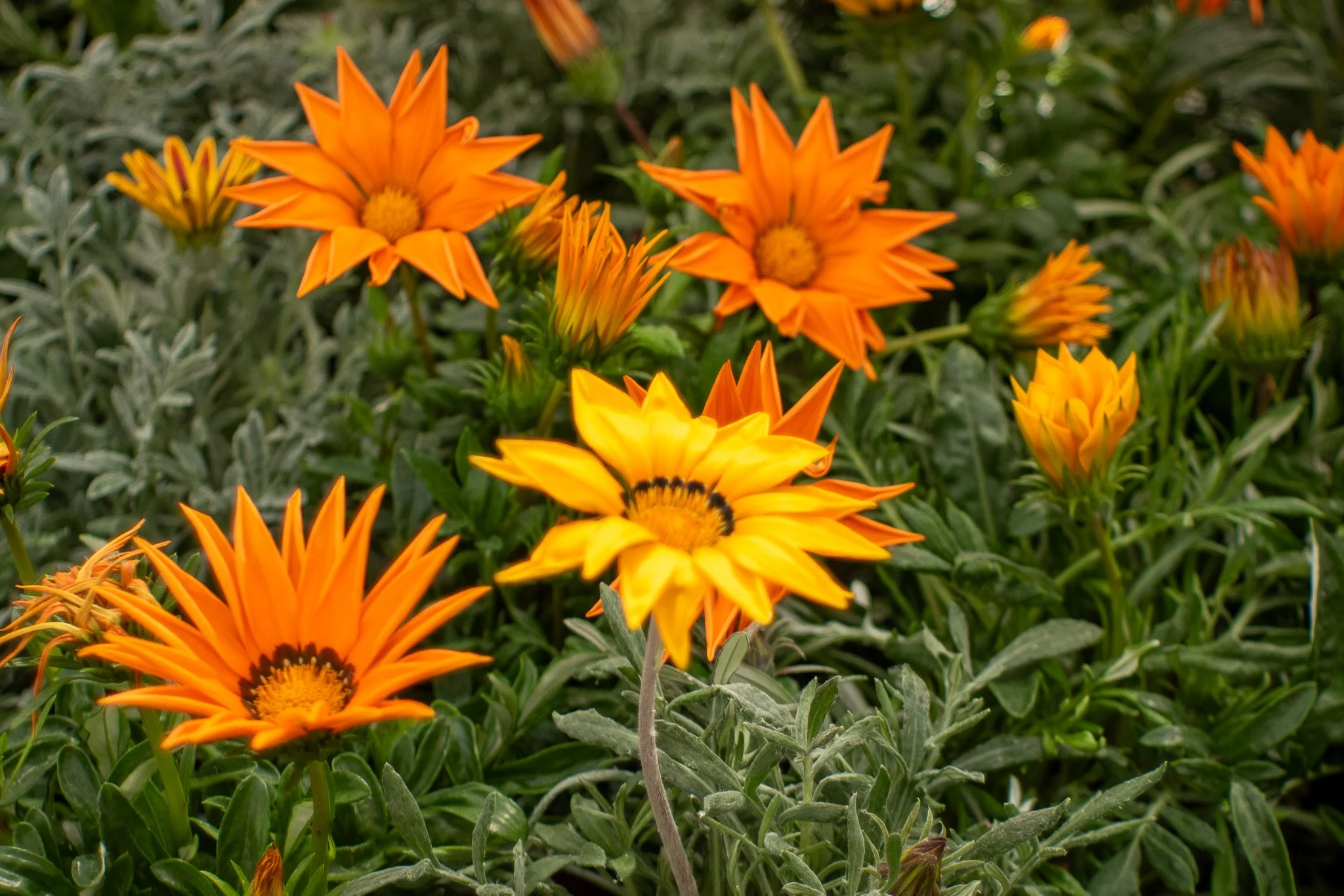 Bright orange and yellow flowers blooming among green leaves in a garden.