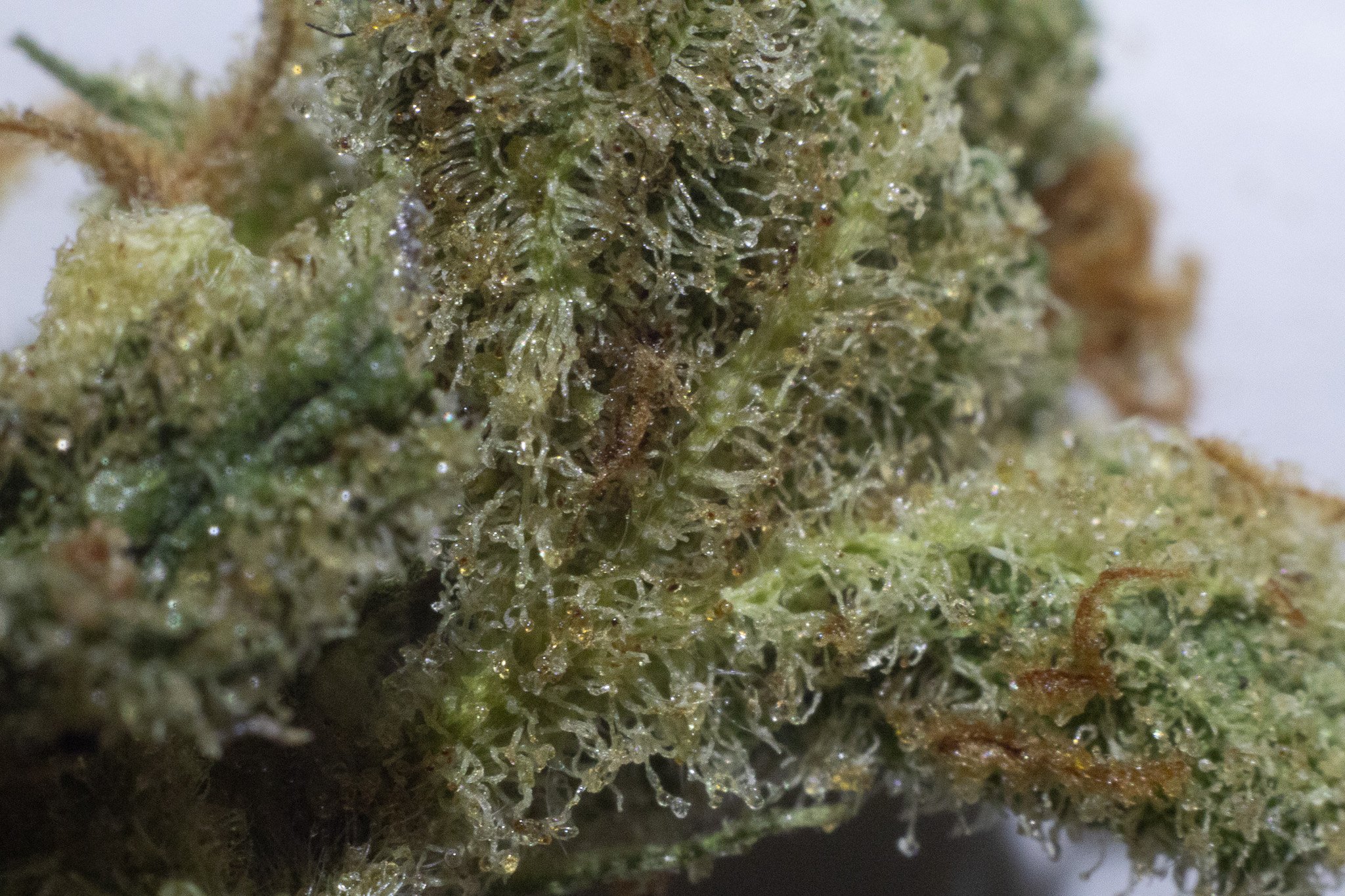 Close-up of a cannabis flower with visible trichomes, orange pistils, and green buds.