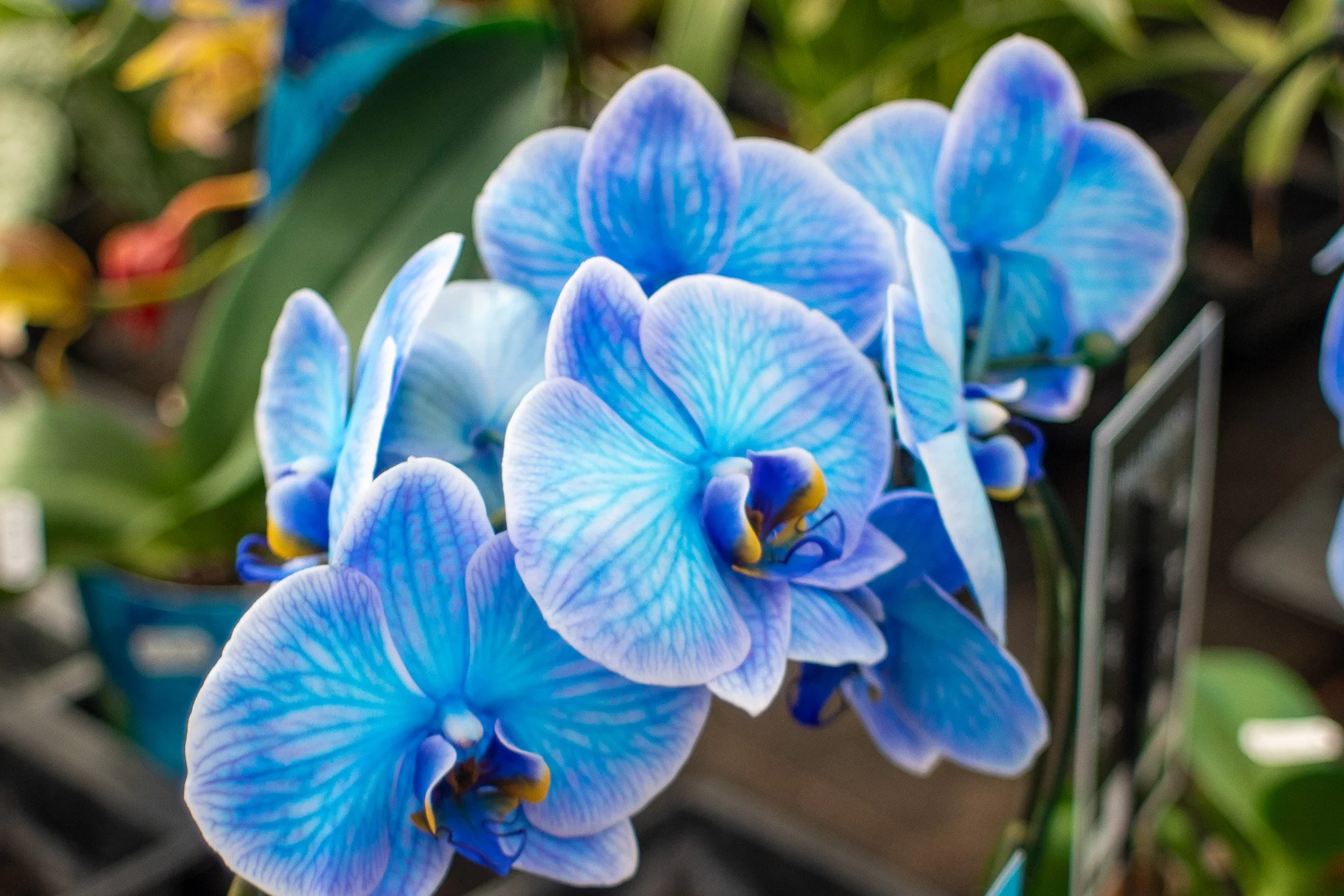 Close-up of vibrant blue and white orchids with intricate petal patterns.