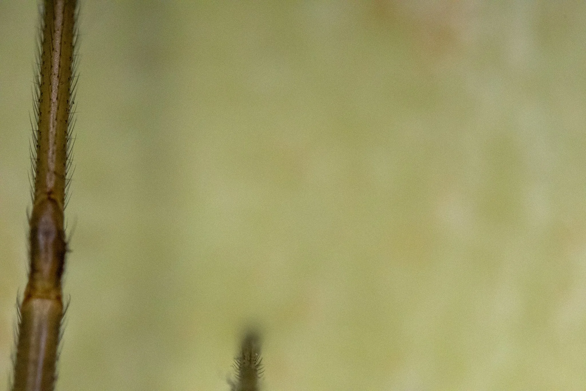 Close-up of plant stem with tiny hairs and a blurred background.