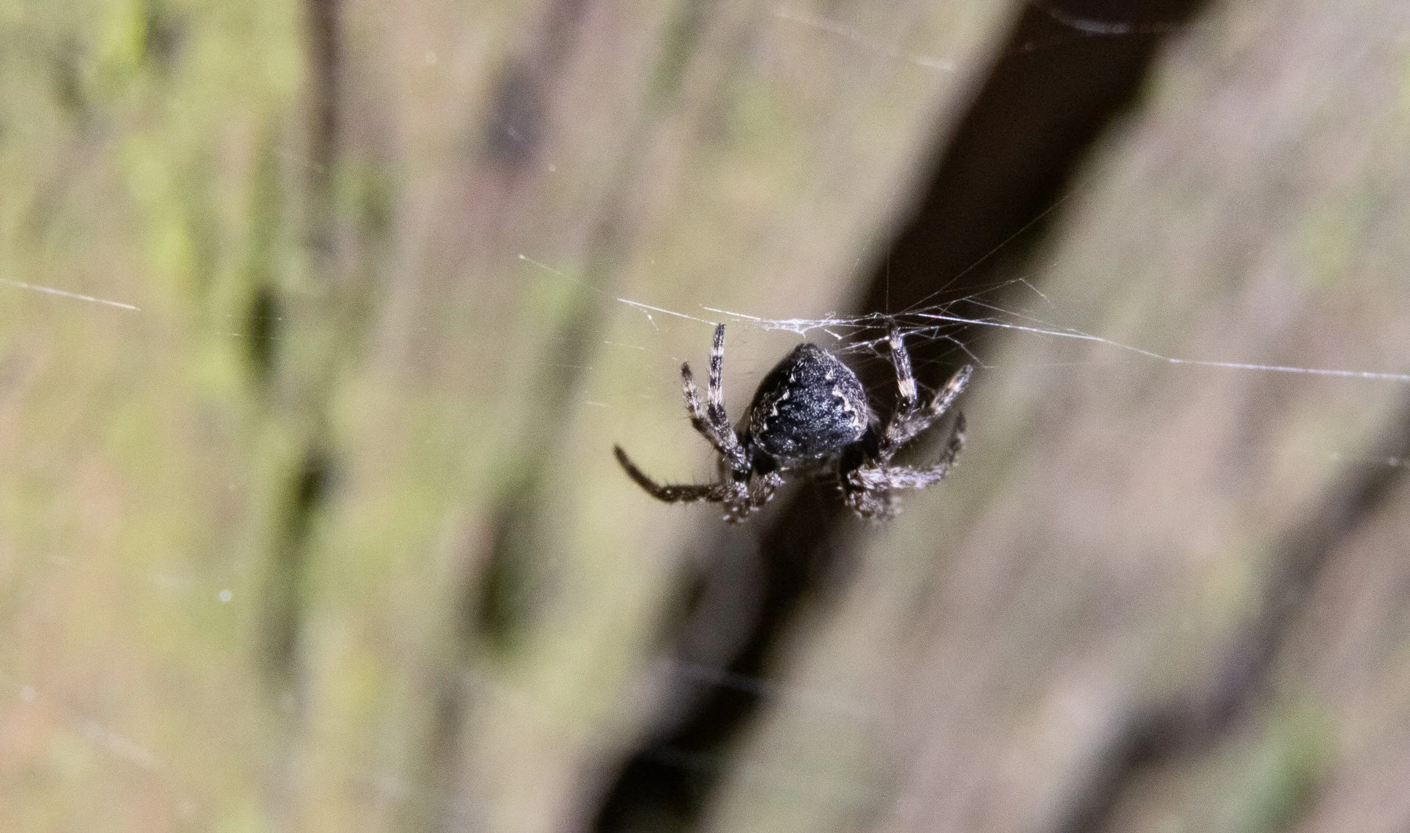 A small, black spider hanging from a web on a brown surface.
