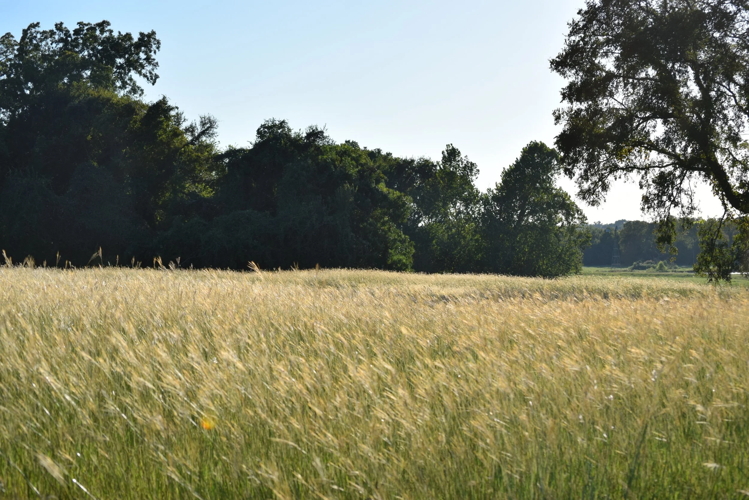 A field of tall, golden grass with trees and a blue sky in the background.