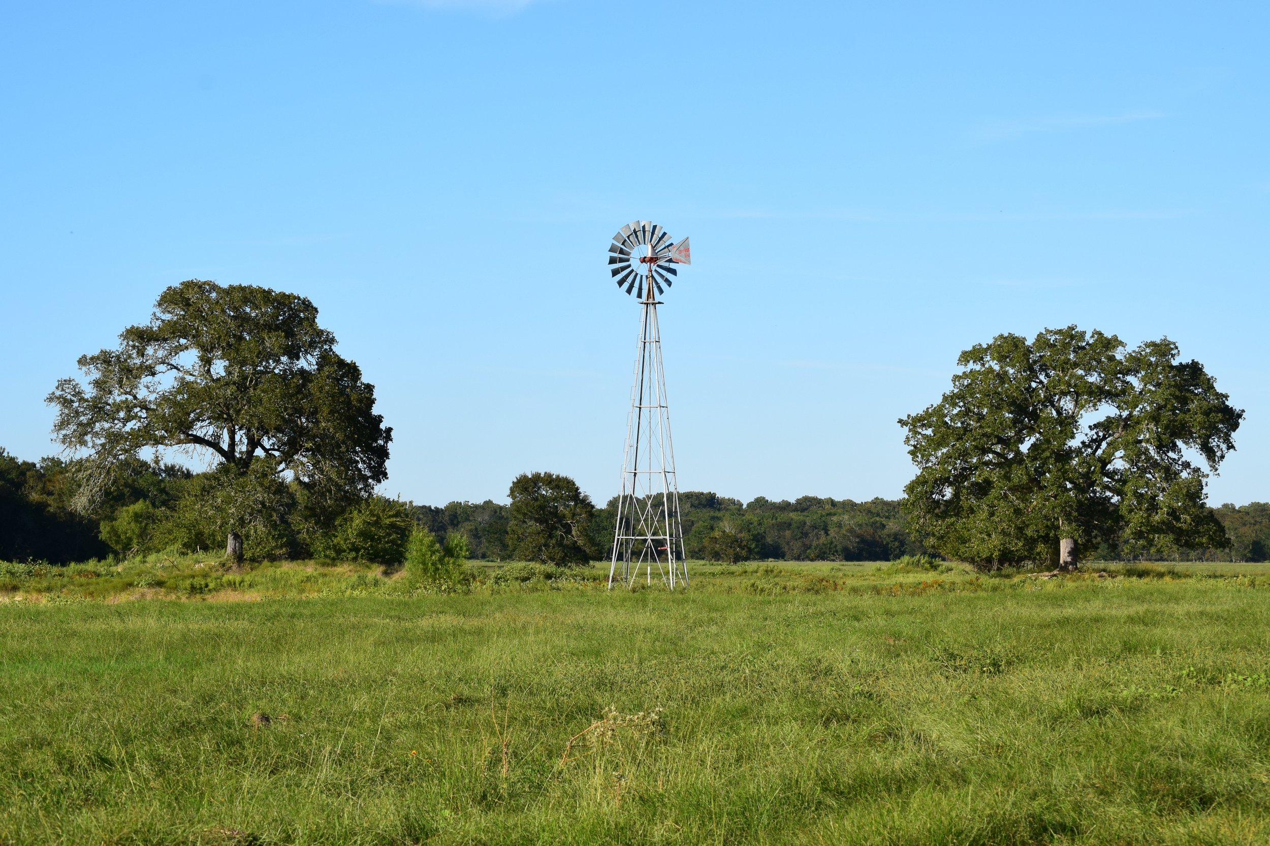 A grassy field with two large trees on either side and a tall windmill in the center against a clear blue sky.