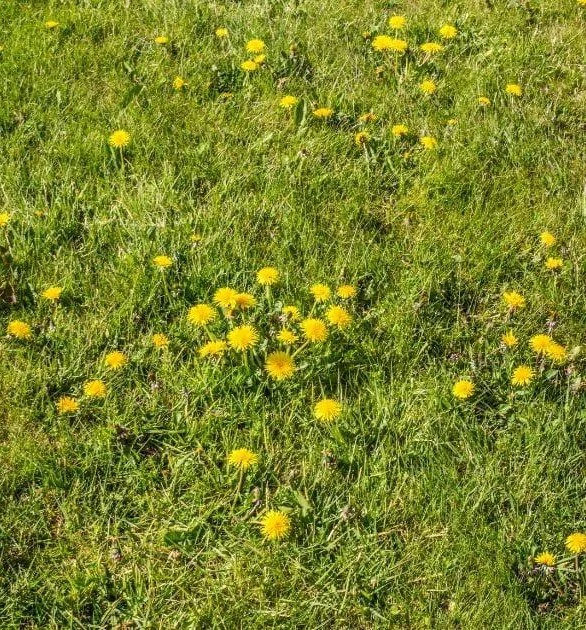 Helps Prevent Early Weed Takeover