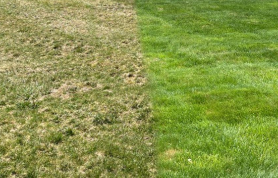 Reduces Weeds and Patchiness