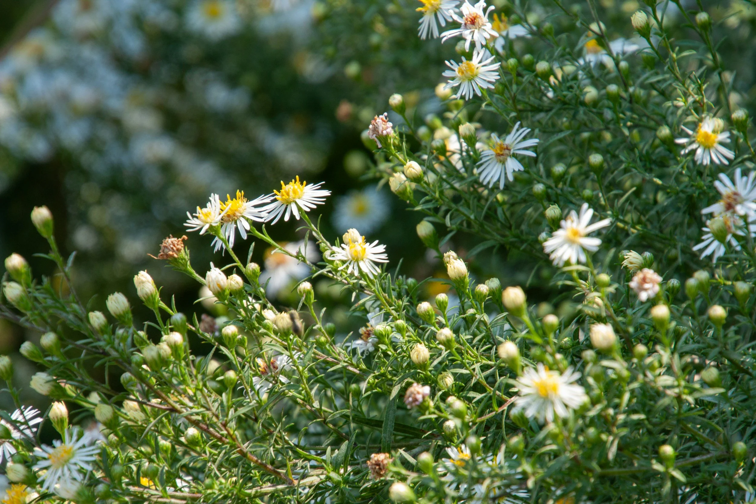 Aster