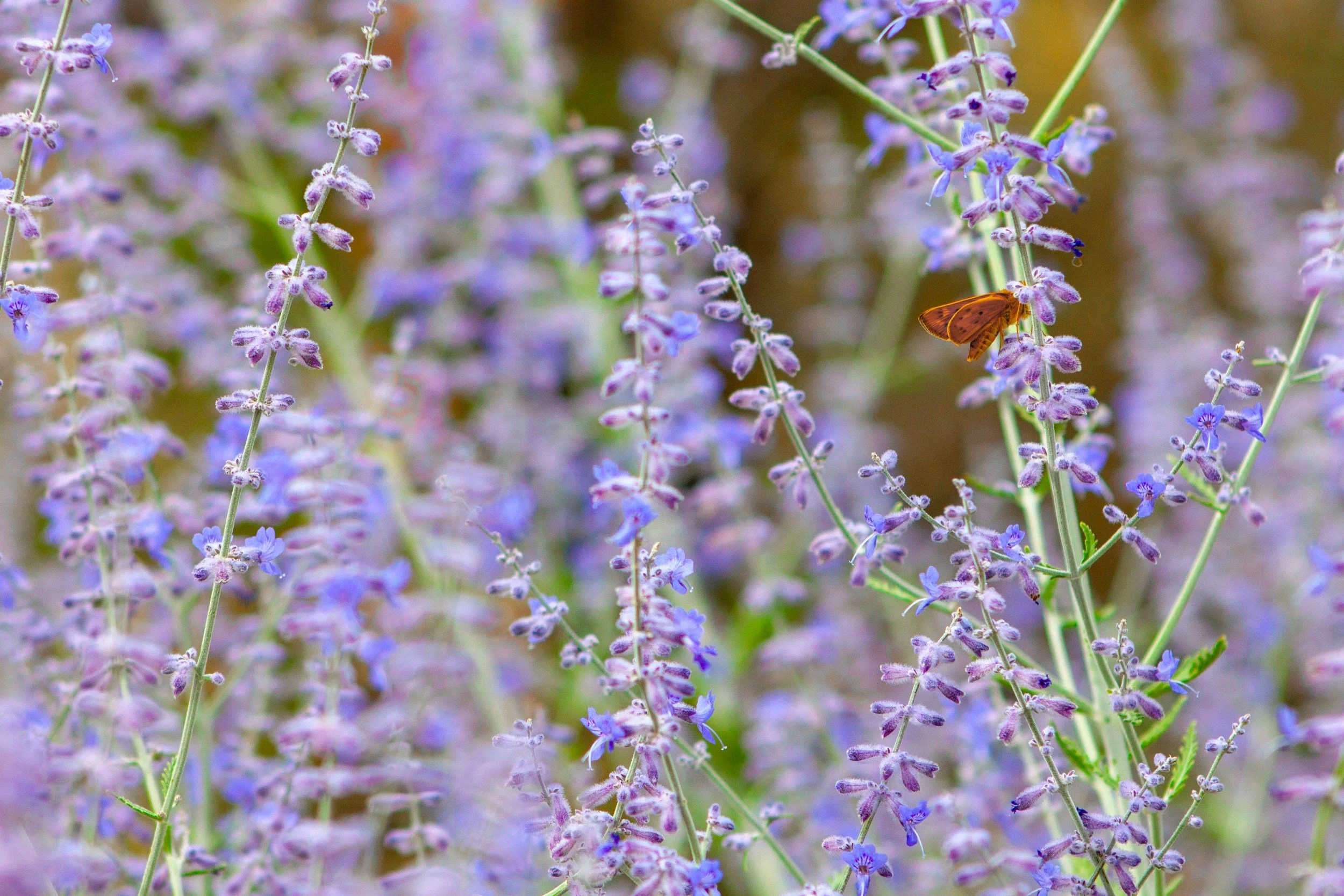 Russian Sage