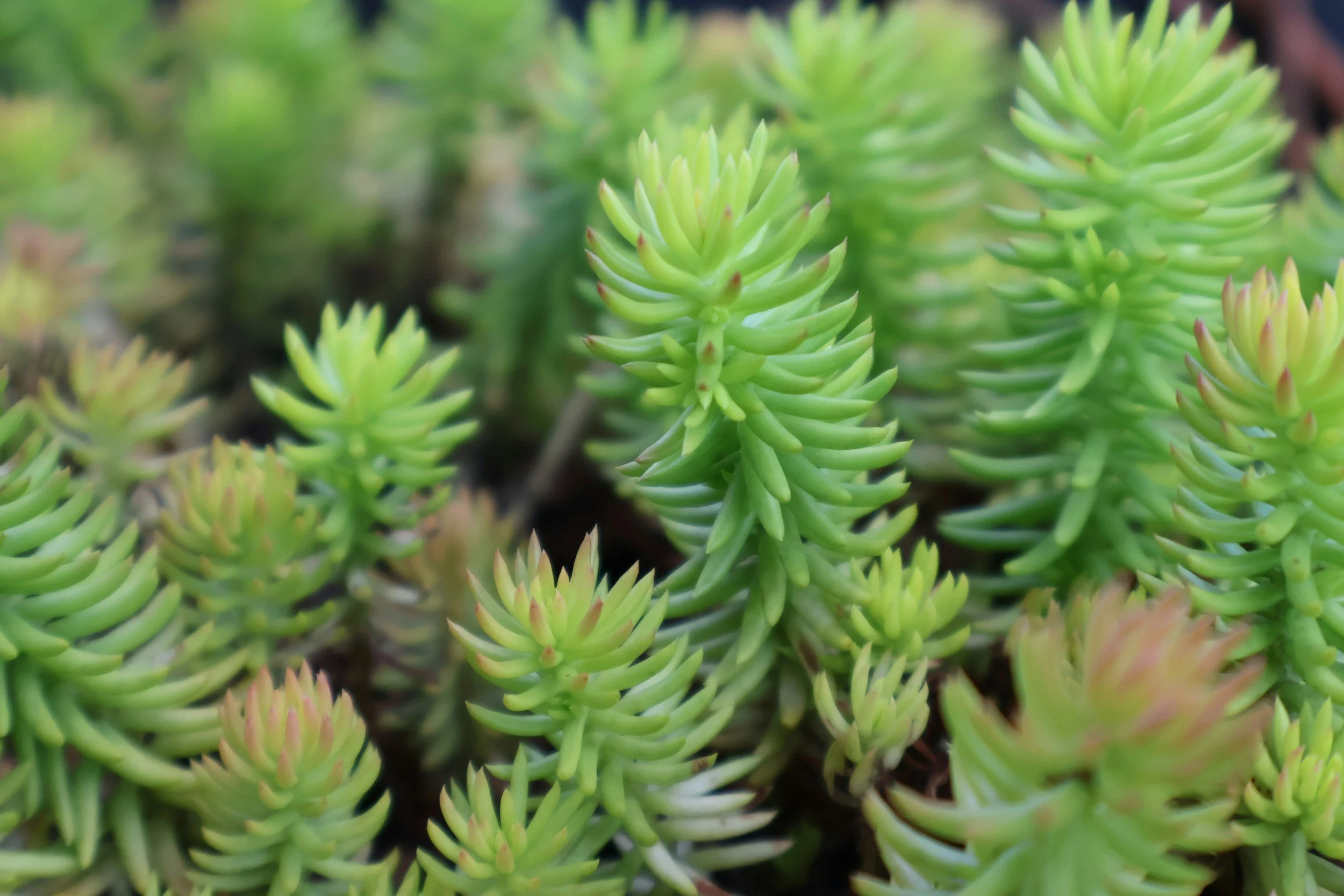 Sedum