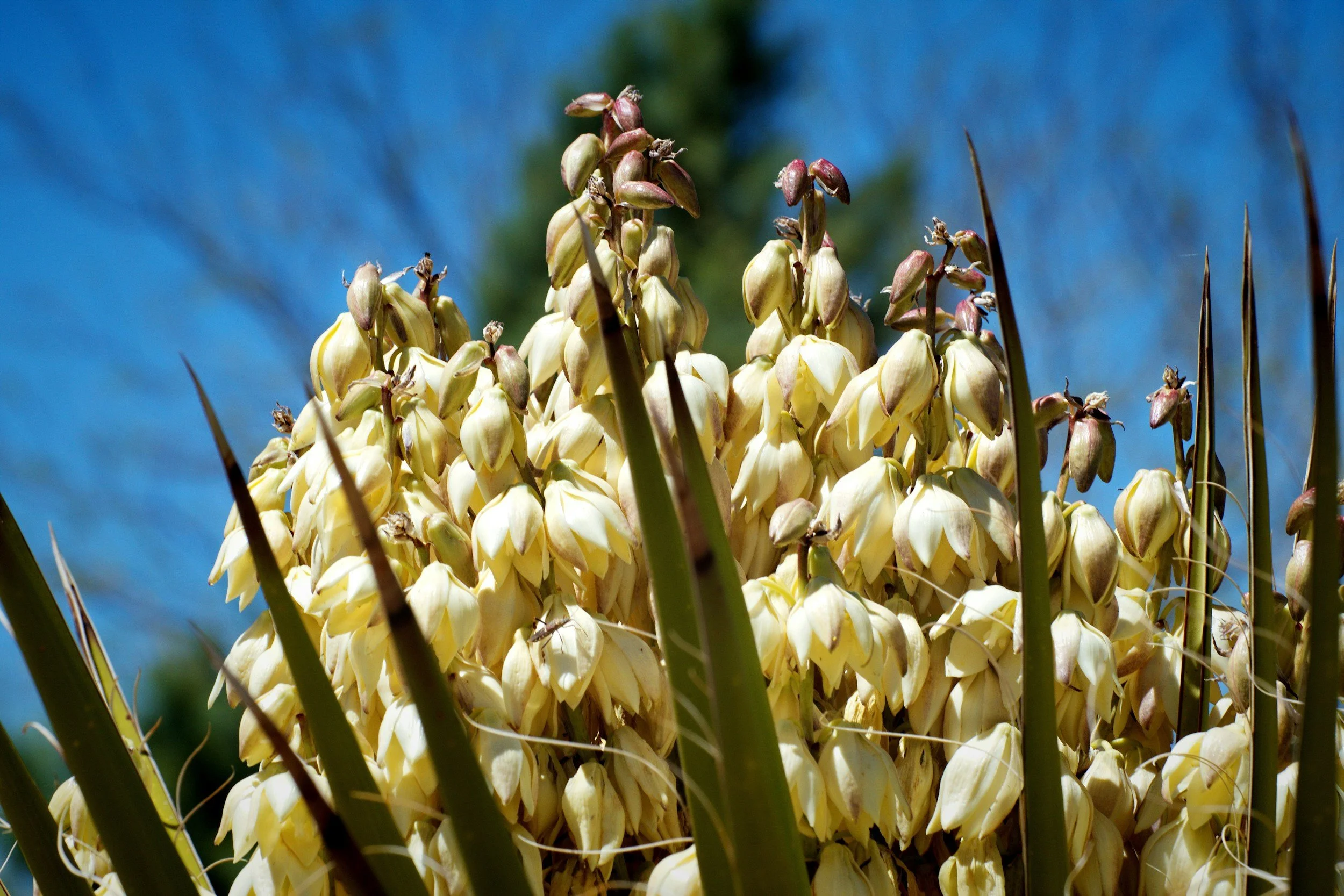 Yucca
