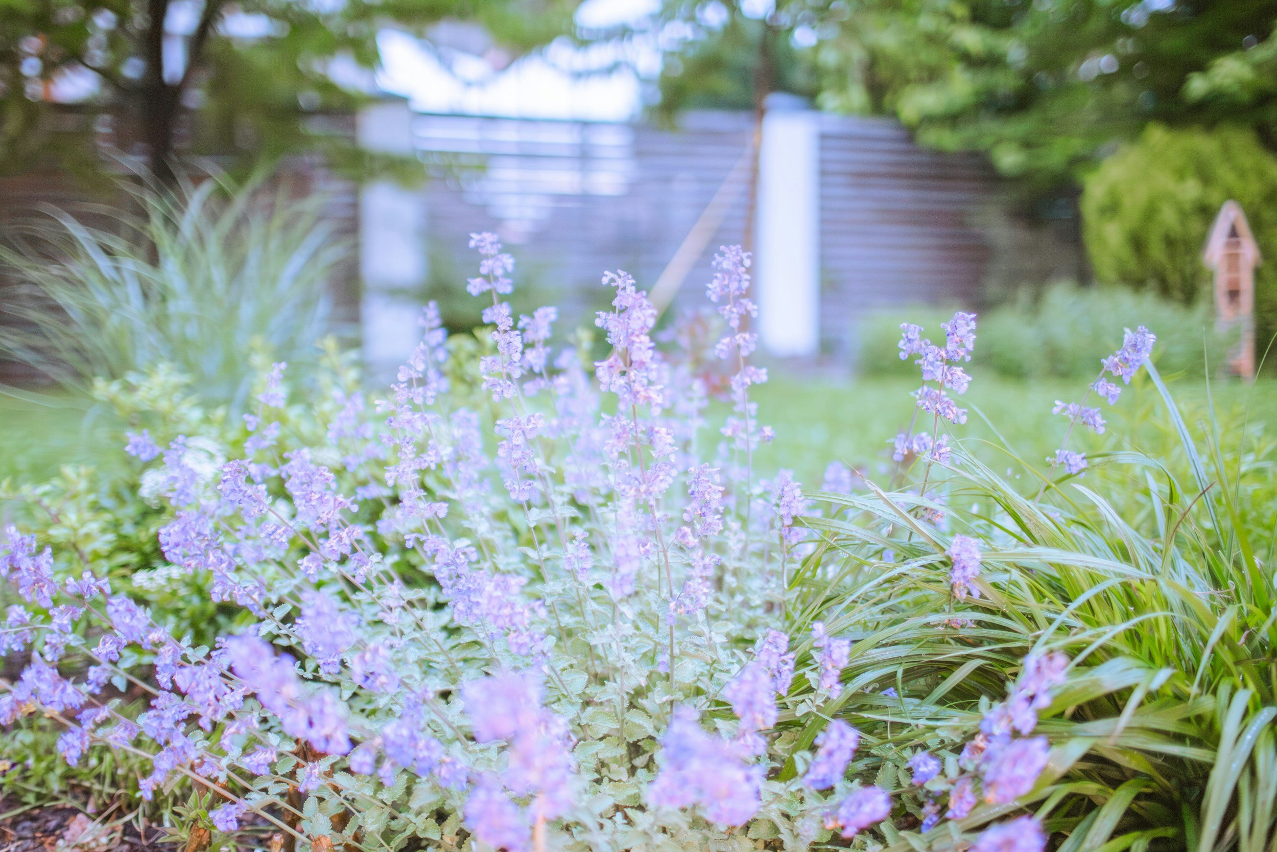 Catmint
