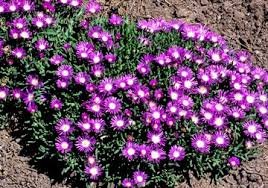 Ice Plant