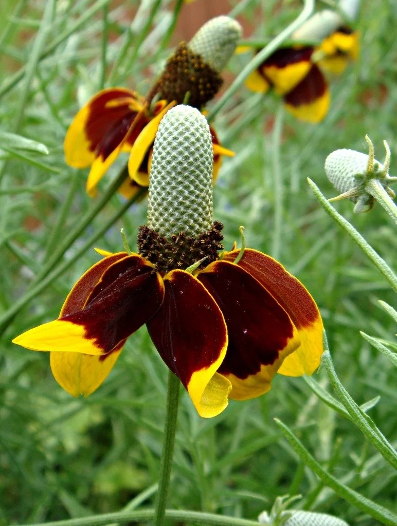 Prairie Coneflower