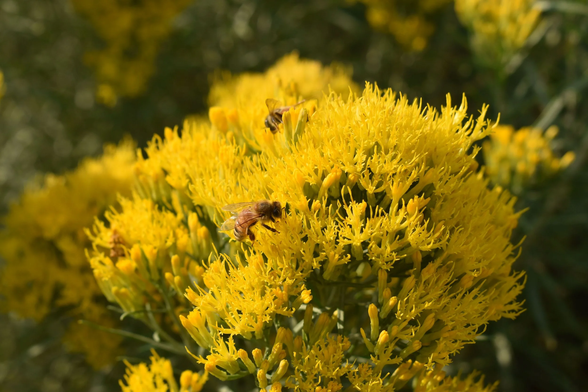 Rabbitbrush