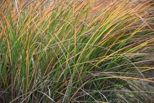 Low-Water Ornamental Grasses