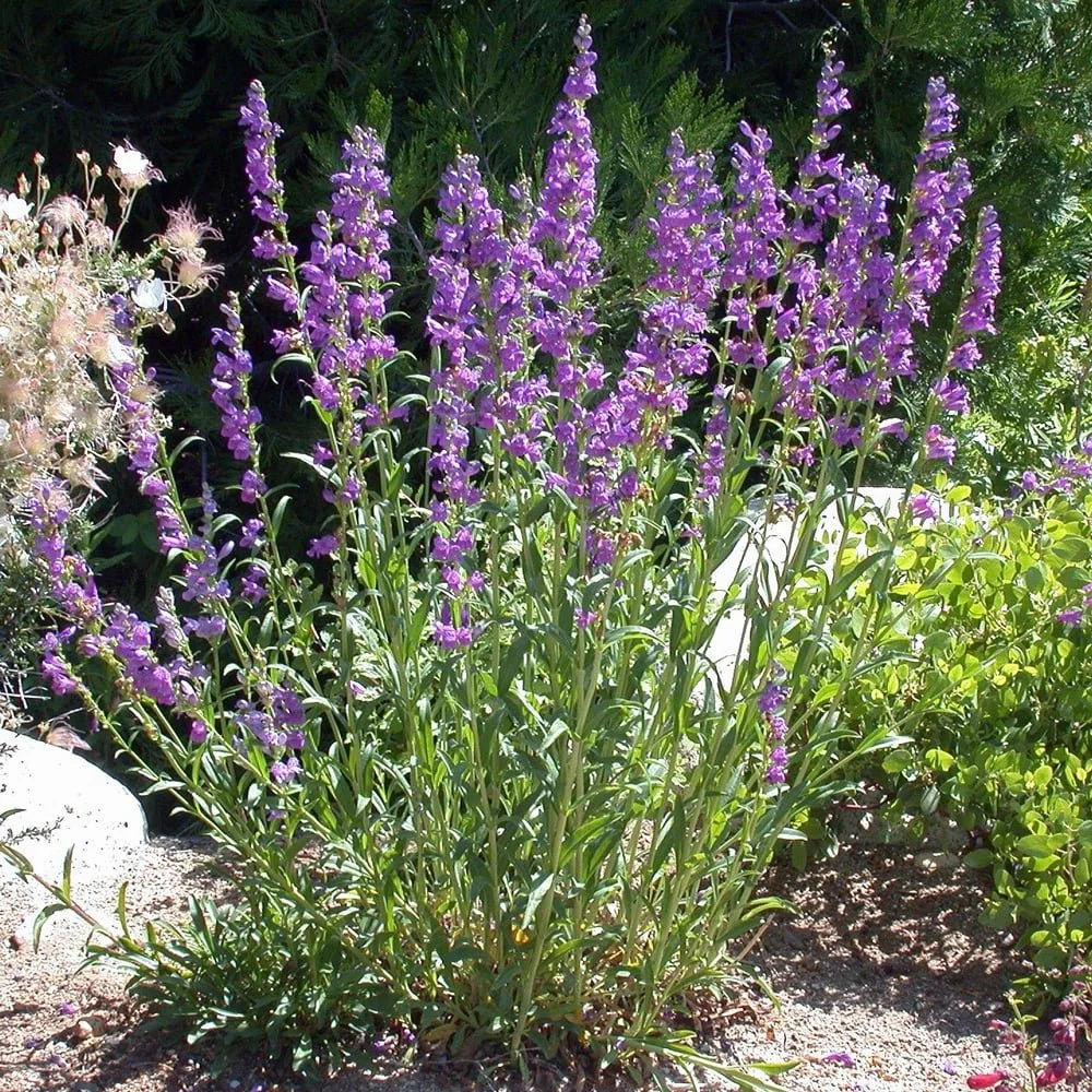 Rocky Mountain Penstemon