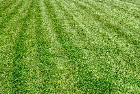 Keeps Lawn Looking Consistently Clean