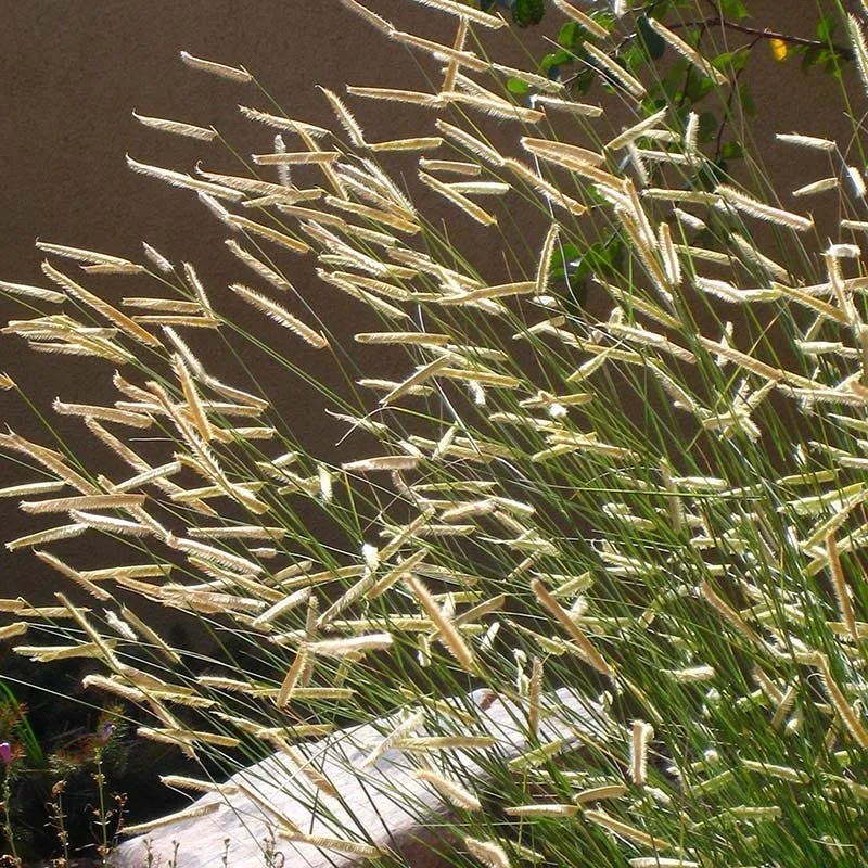 Blue Grama Grass - Denver Native Plant