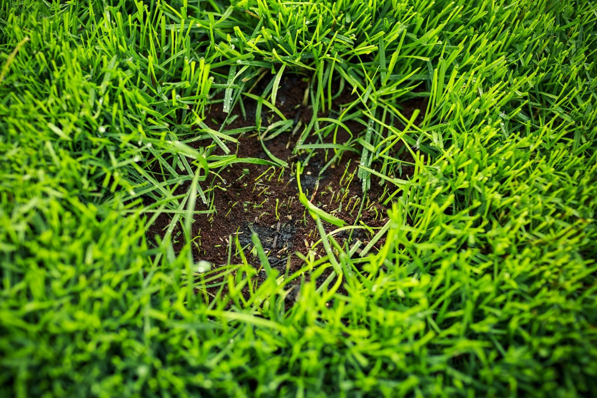 Overseeding (Fills Thin or Patchy Areas)