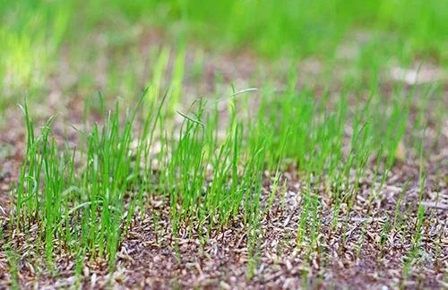 Faster Grass Growth Requires Frequent Cuts (April–June)