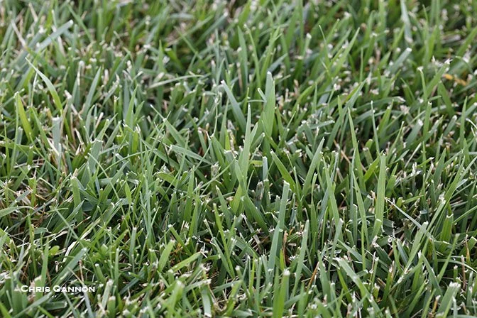 Tall Fescue Grass Closeup