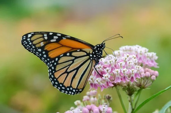 Pollinator-Friendly Landscape Zones