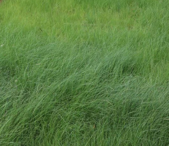 Buffalo Blue Grama Mix