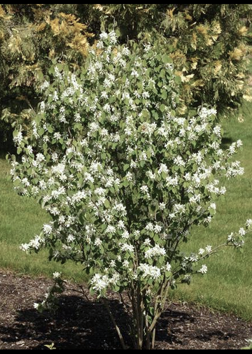 Serviceberry