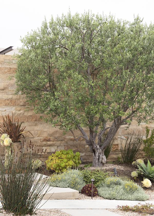 Use Deep-Rooted, Drought-Tolerant Species