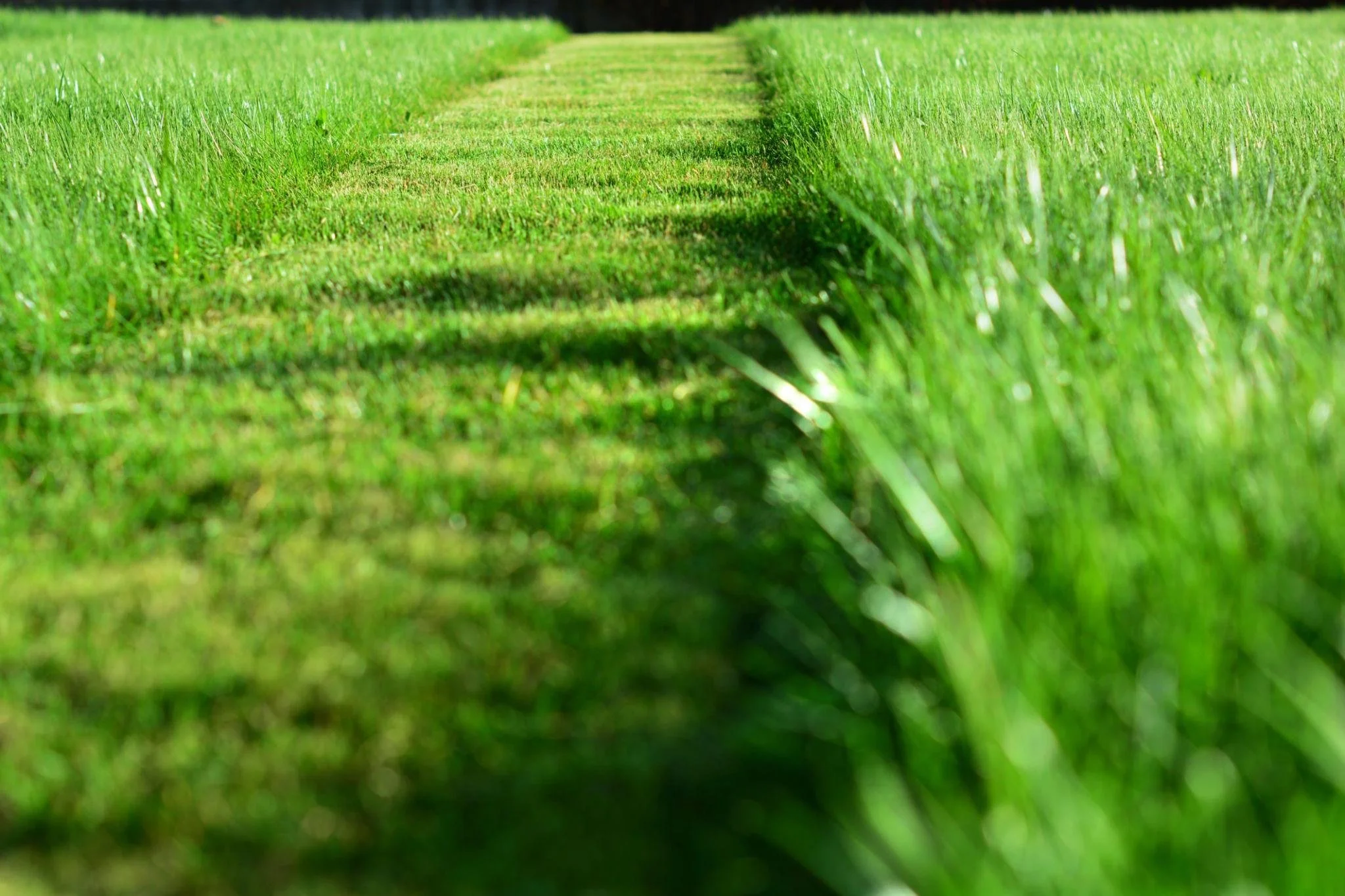 Ideal Time to Establish Lawn Thickness
